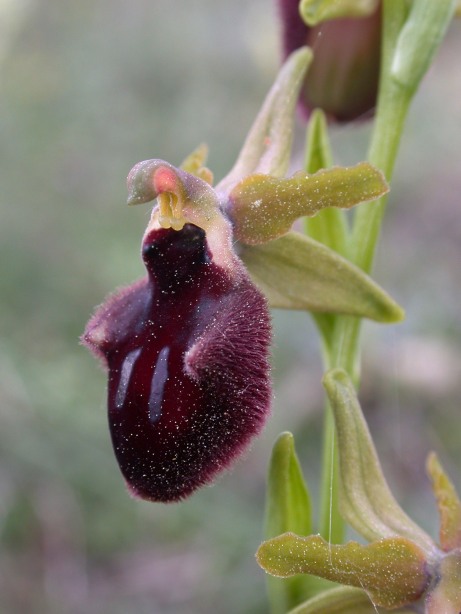 Ophrys promontorii